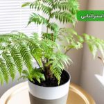 سرخس استرالیایی