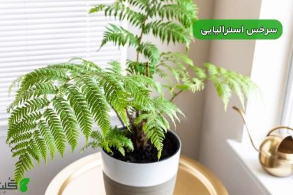 سرخس استرالیایی
