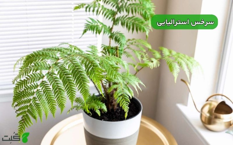 سرخس استرالیایی | معرفی، روش نگهداری و راز سبز نگه داشتن این گیاه آپارتمانی شیک