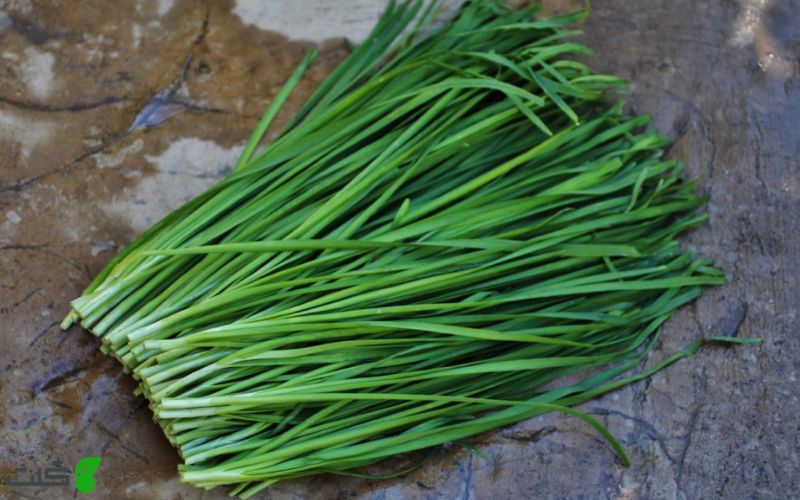 شرایط لازم برای کاشت تره