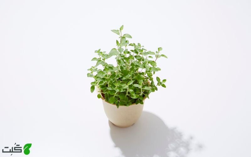 شرایط مورد نیاز برای کاشت پونه