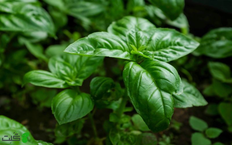 شرایط کاشت ریحان