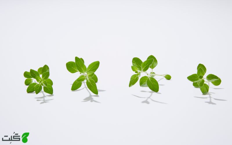 نحوه کاشت بذر پونه