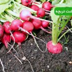 نحوه کاشت تربچه