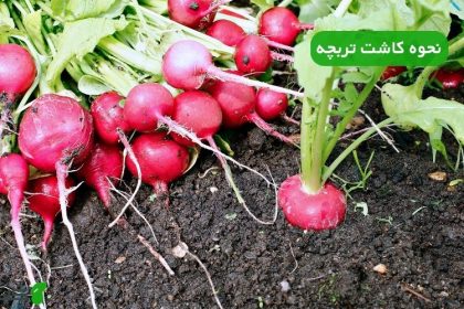 نحوه کاشت تربچه