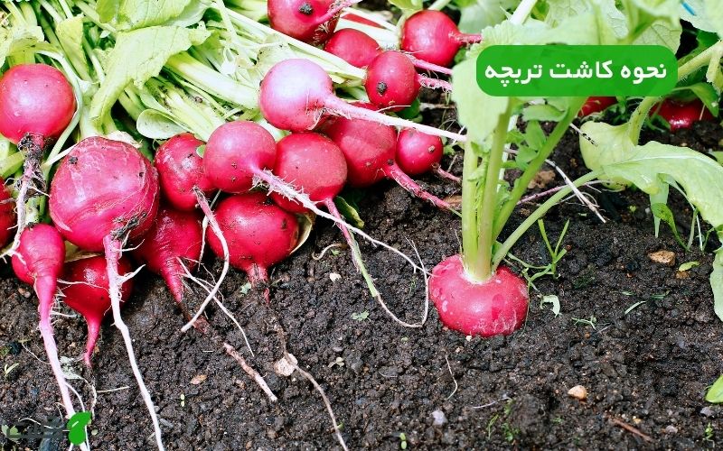 نحوه کاشت تربچه