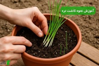 نحوه کاشت تره