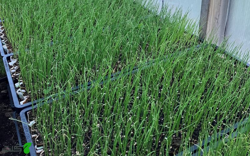 نحوه کاشت تره در گلدان