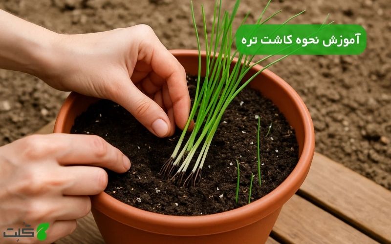 نحوه کاشت تره