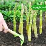 نحوه کاشت مارچوبه