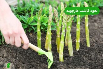 نحوه کاشت مارچوبه