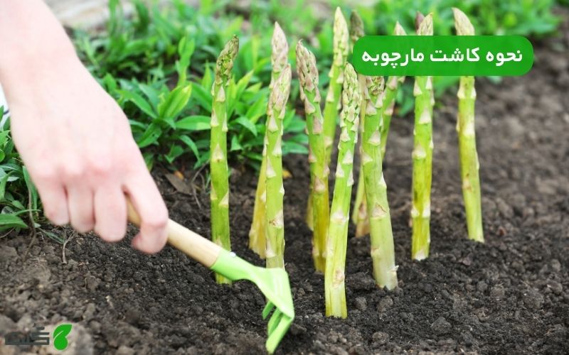 نحوه کاشت مارچوبه