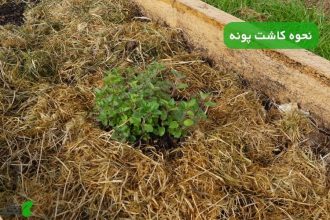 نحوه کاشت پونه