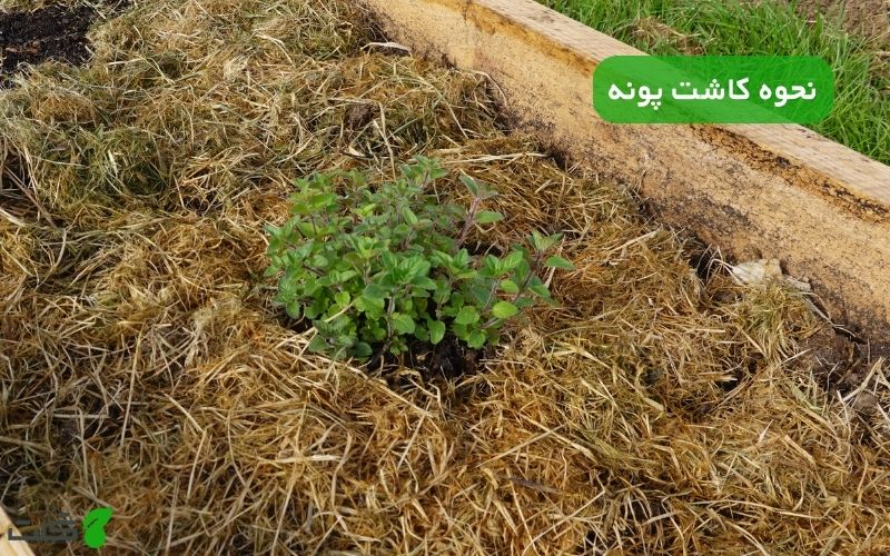نحوه کاشت پونه