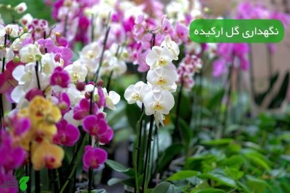 نگهداری گل ارکیده