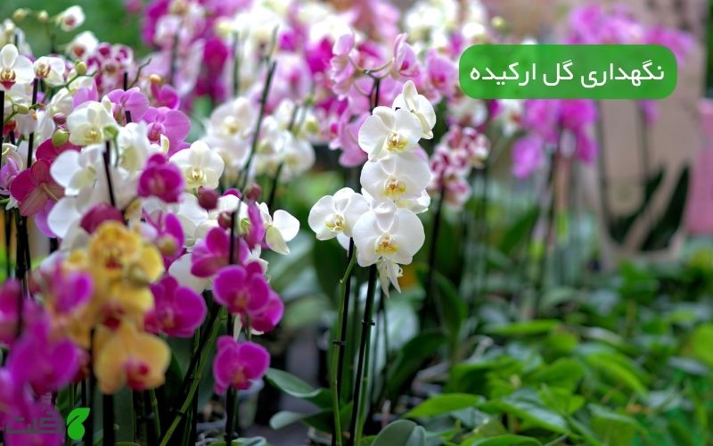 نگهداری گل ارکیده