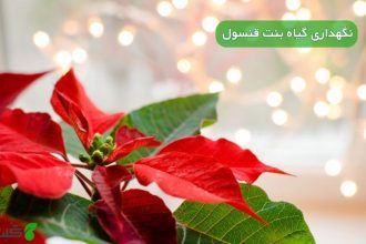 نگهداری گیاه بنت قنسول