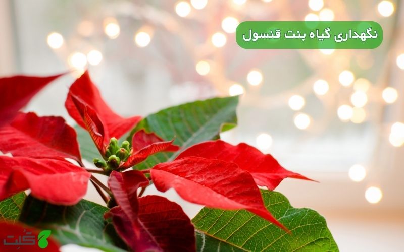 نگهداری گیاه بنت قنسول