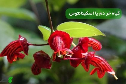 گیاه خر دم یا اسکینانتوس