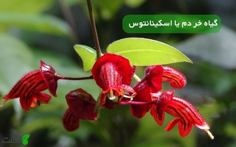 گیاه خر دم یا اسکینانتوس