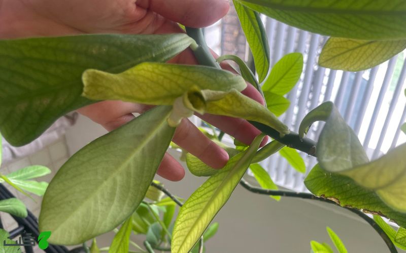 زرد شدن برگ های فردوس