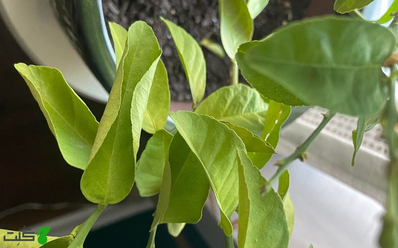 جمع شدن برگ های فردوس