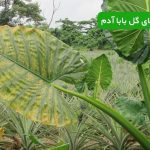 بیماری‌ های گل بابا آدم و راه‌ های درمان آن | تشخیص و رفع مشکلات رایج این گیاه زیبا