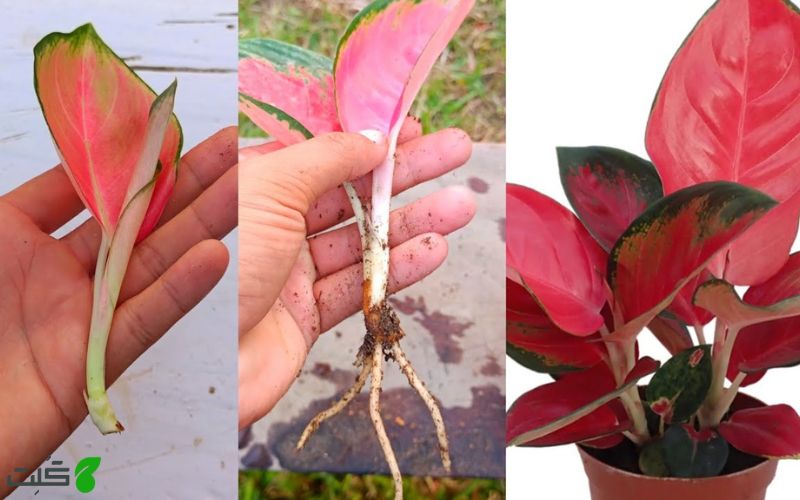 تکثیر آگلونما از برگ