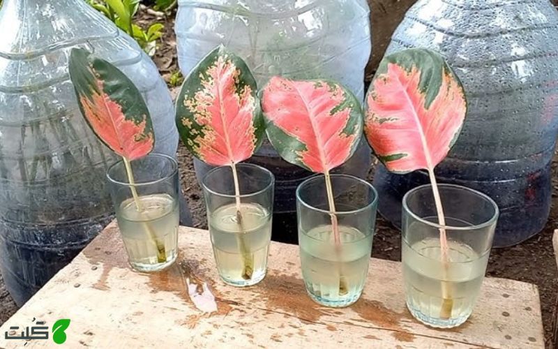 تکثیر آگلونما از طریق برگ در آب