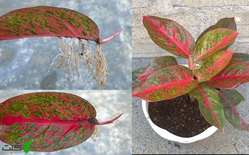 تکثیر آگلونما از طریق برگ در خاک