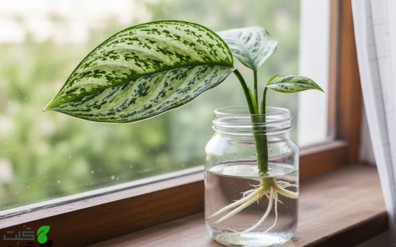 تکثیر آگلونما سیلور کویین