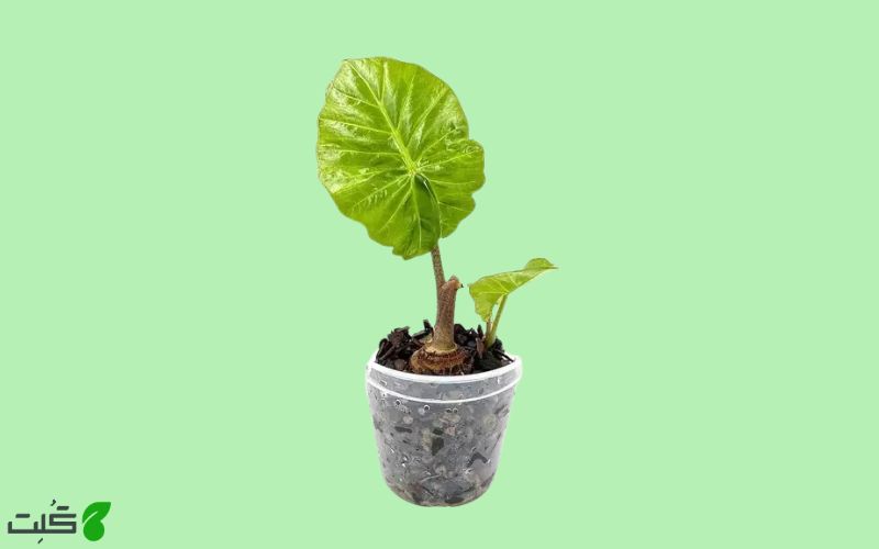 تکثیر بابا ادم از طریق پاجوش یا جوانه ها