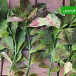 تکثیر گل فردوس | آموزش مرحله‌ به‌ مرحله برای داشتن گلدان‌ های بیشتر و شاداب‌ تر