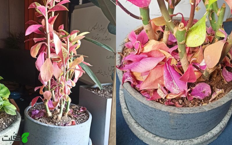 ریزش برگ های فردوس