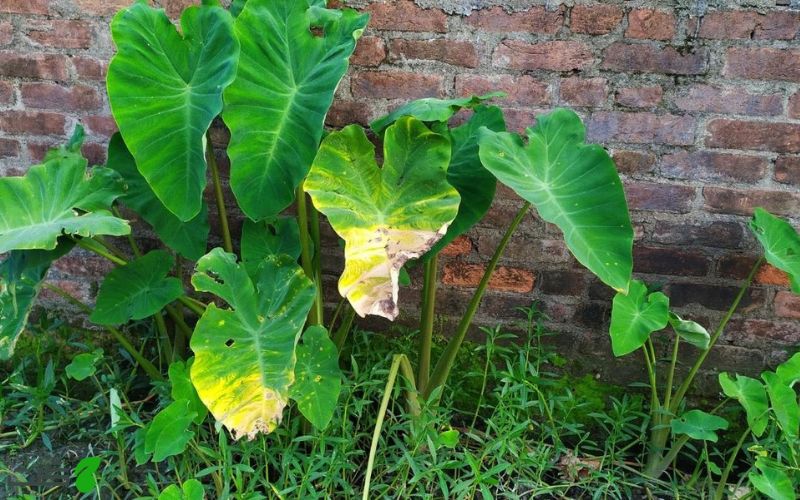 سوختگی نوک برگ های بابا آدم