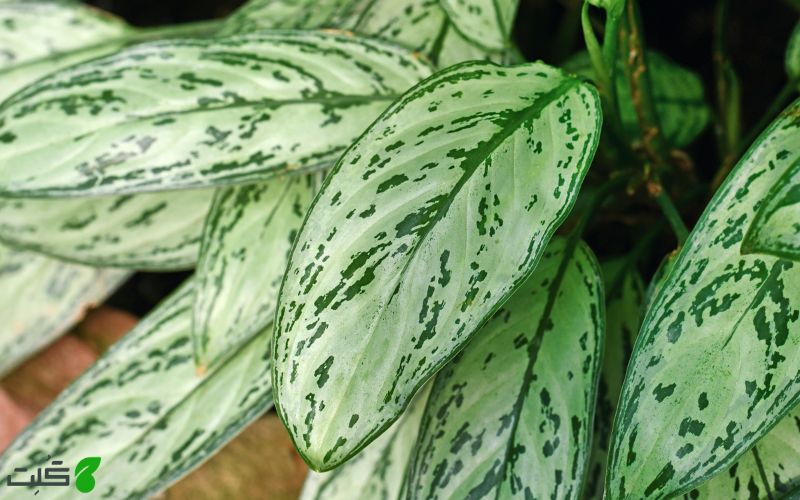 شرایط نگهداری آگلونما سیلور کویین