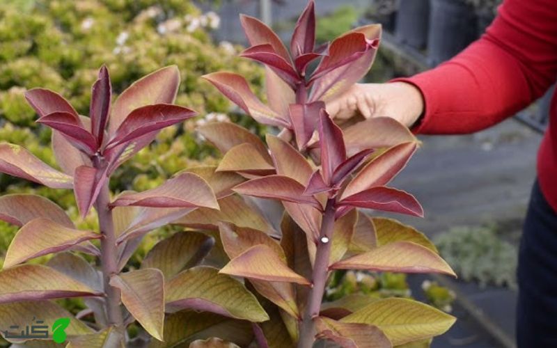 قهوه ای شدن برگ فردوس