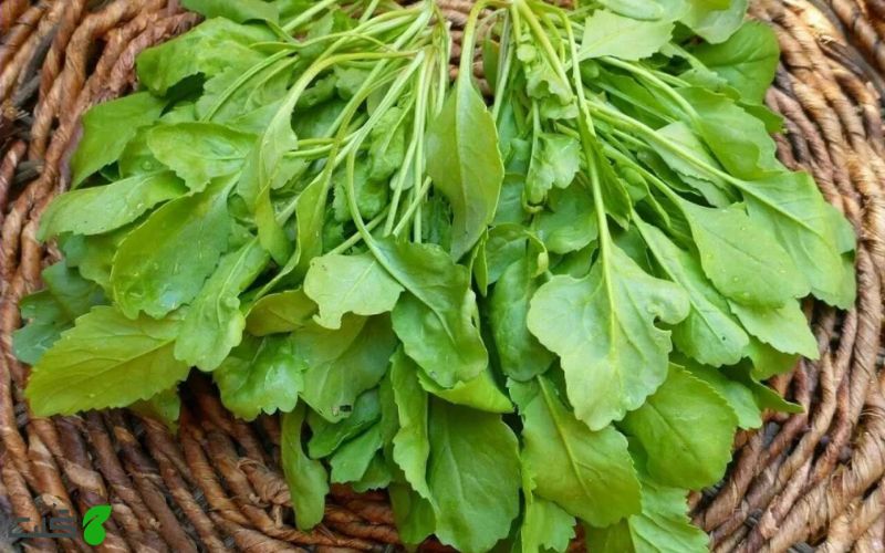 شرایط کاشت شاهی