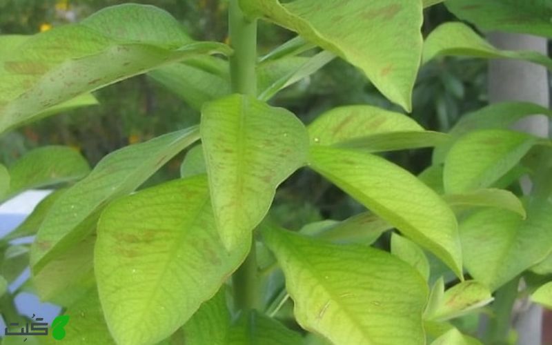 پژمردگی گیاه فردوس