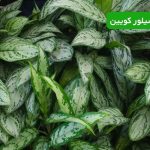 آگلونما سیلور کویین