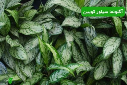 آگلونما سیلور کویین