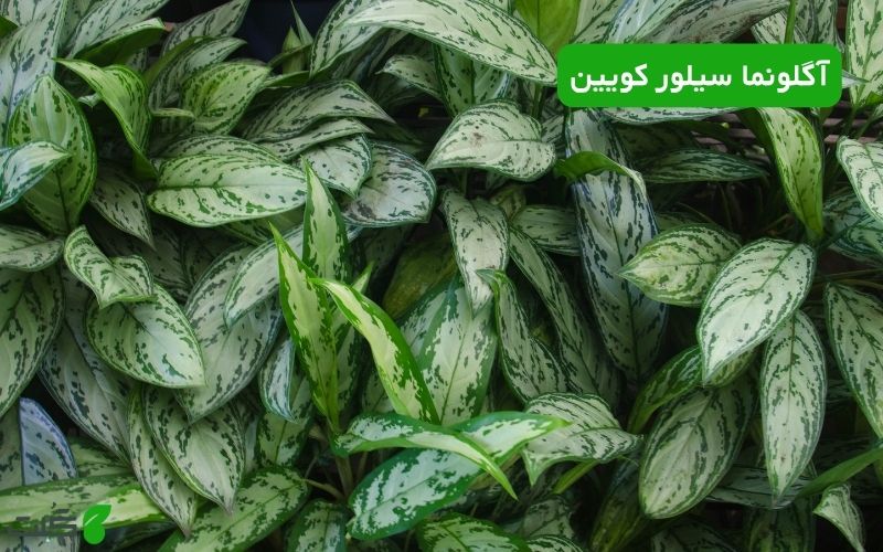 آگلونما سیلور کویین