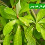 بیماری های گل فردوس