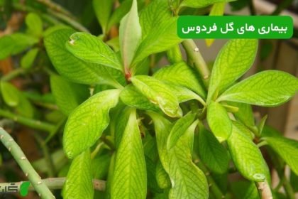 بیماری های گل فردوس