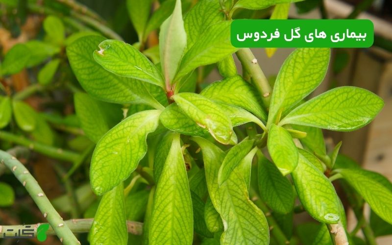 بیماری های گل فردوس