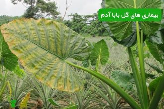 بیماری‌ های گل بابا آدم