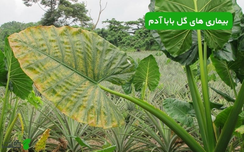 بیماری‌ های گل بابا آدم