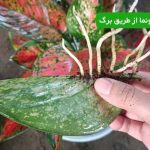تکثیر آگلونما از طریق برگ