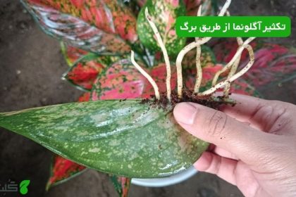 تکثیر آگلونما از طریق برگ