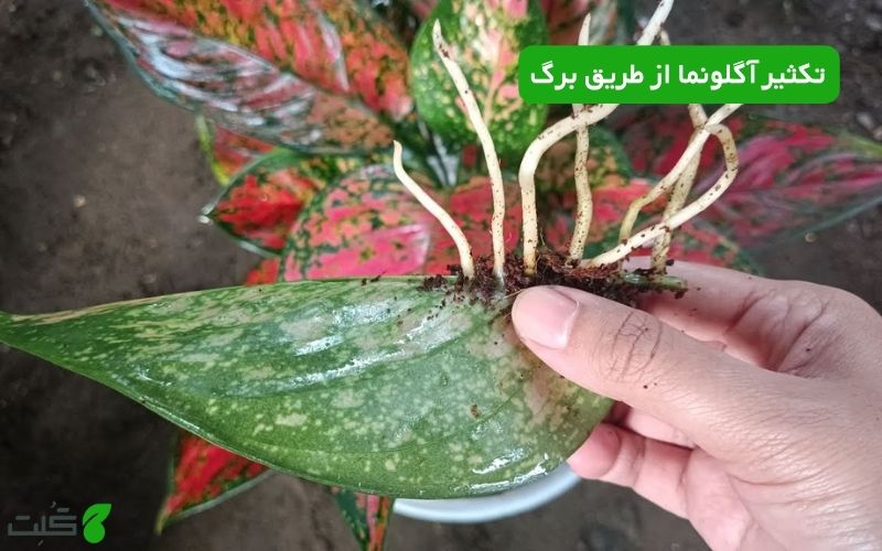 تکثیر آگلونما از طریق برگ